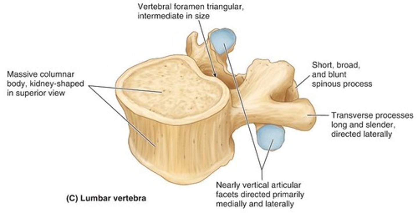<p>They are the largest vertebrae and bear most of the body's weight.</p>