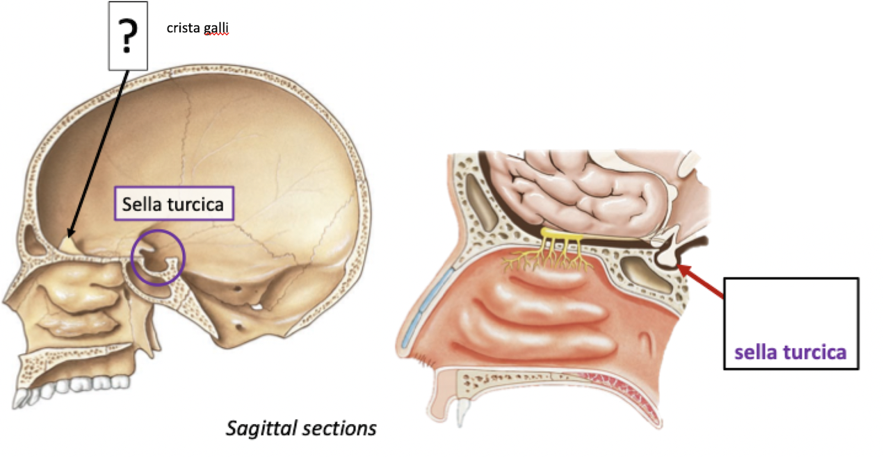 <p>Pituitary gland in sella turcica</p>