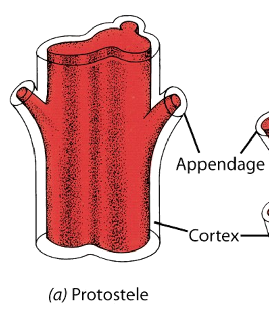<p>ANCIENT, <strong>found in most roots</strong>, solid cylinder of vascular tissue, no pith, extinct seedless vascular plants, in some living vascular plants</p>