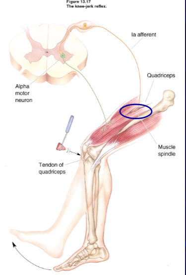 <p>if the dorsal roots of group 1a fibers are cut, then the muscle stretch reflex is eliminated and muscle tone is lost.</p>