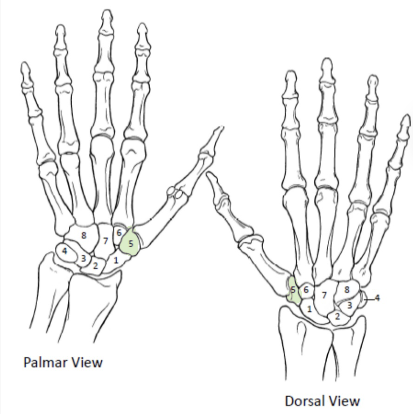 <p>Which Carpal Bones from the distal row are shown(5)?</p>