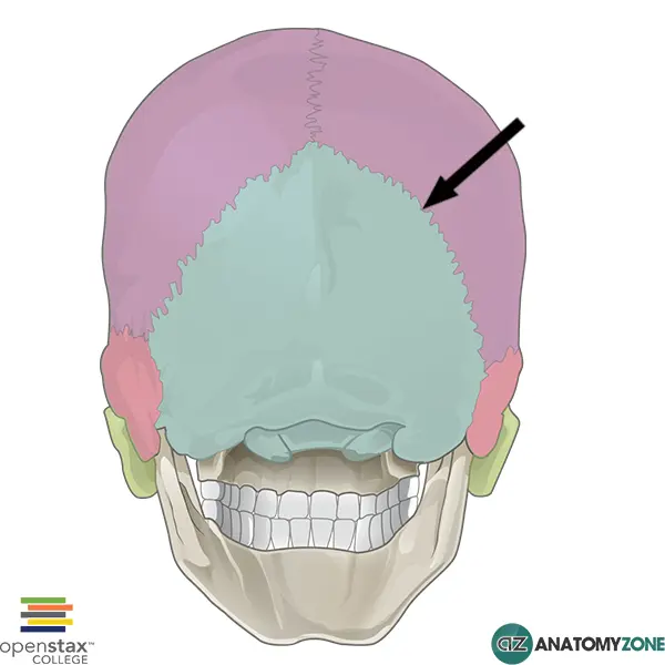 <p>What suture is this?</p>