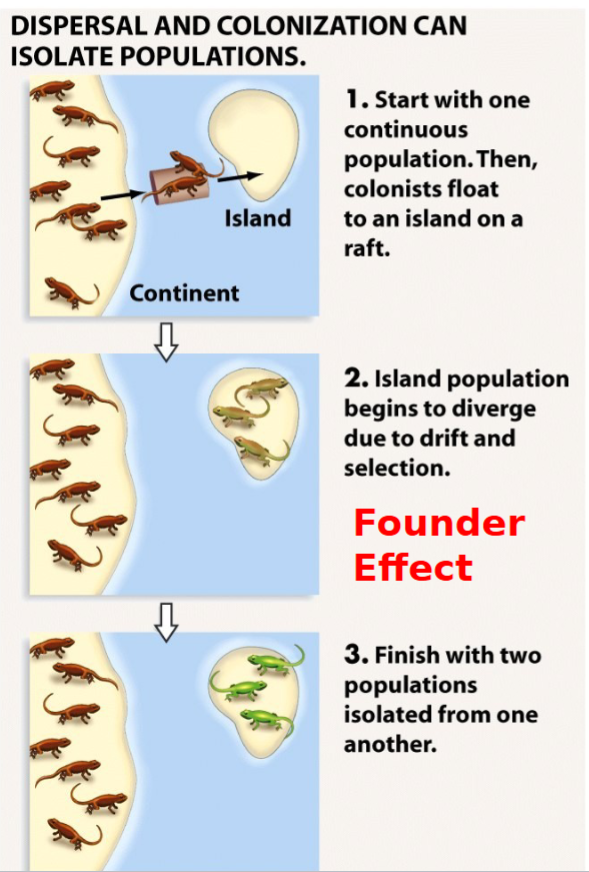 <p><span style=""><span>Allopatric Speciation 1: Isolation by Dispersal</span></span><span style=""><br></span></p><ul><li><p><span style=""><span>Colonization is important for</span></span><span style=""><br></span><span style=""><span>speciation</span></span><span style=""><br></span><span style=""><span>1. Physical separation eliminates</span></span><span style=""><br></span><span style=""><span>Gene Flow</span></span><span style=""><br></span><span style=""><span>2. Genetic Drift, mutation and</span></span><span style=""><br></span><span style=""><span>Natural Selection causes</span></span><span style=""><br></span><span style=""><span>divergence.</span></span></p></li></ul><p></p>