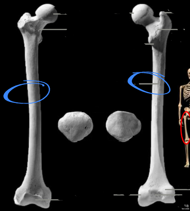 <p>Attachment for thigh musculature, located on the femur</p>