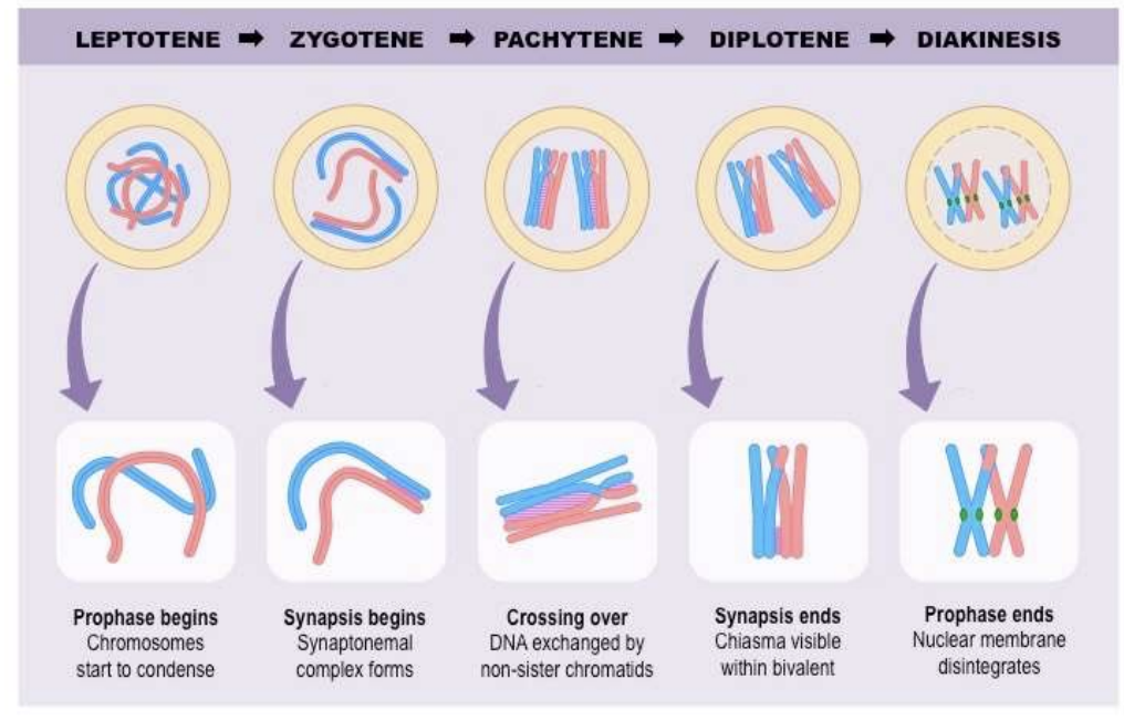 <p>Leptotene→ Zygotene→ Pachytene→ Diplotene→ Diakinesis</p>