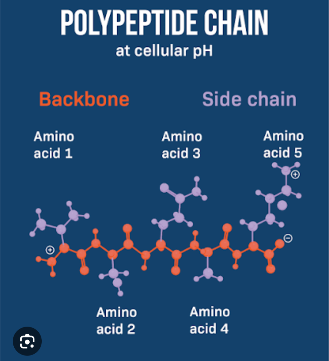 <p>Electronegative Oxygen or Nitrogen with an electropositive Hydrogen further down the polypeptide</p><p class="has-focus">⇨ when <strong>hydrogen bonding</strong> occurs between these atoms, the polypeptide chain coils or folds (secondary structure)</p>