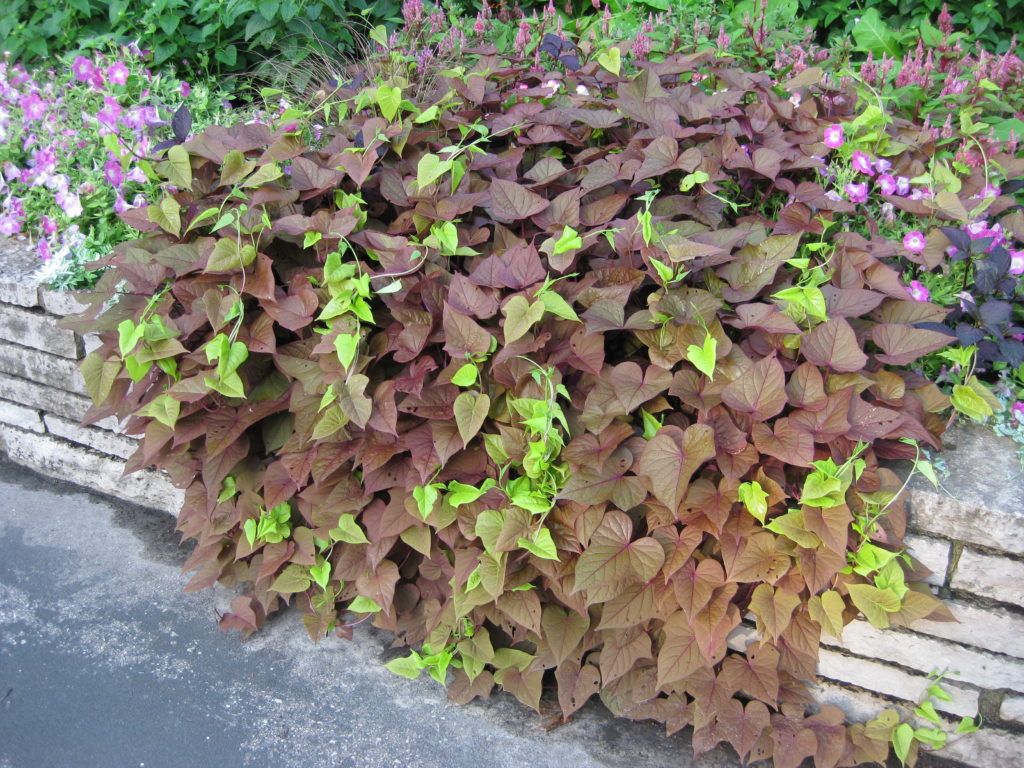 <p>ornamental varieties with heart-shaped to palmate leaves, ground cover habit</p>