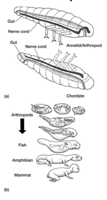 <ul><li><p>arguments:</p><ul><li><p>segmented body </p></li><li><p>brain regionalization: forebrain, hindbrain</p></li><li><p>nerve cord and gut present </p></li></ul></li><li><p>counter arguments:</p><ul><li><p>nerve/gut flipped</p></li><li><p>nerve cord of chordates is hollow, in annelids/arthropods its solid </p><ul><li><p>also develops a dif way in each </p></li></ul></li><li><p>protostome vs deuterostome development&nbsp;</p></li><li><p><span style="color: rgb(0, 0, 0);">many of the supposed linking similarities between chordates and annelids or arthropods result from homoplasy rather than homology</span></p></li></ul></li></ul><p></p>