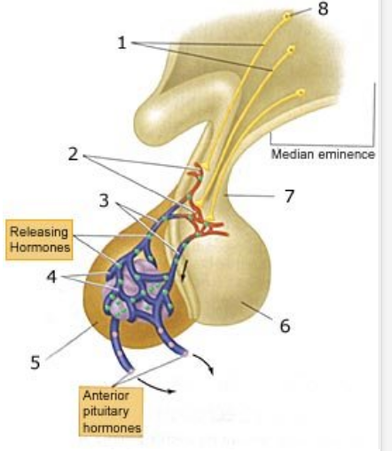 <p>Connected to the hypothalamus through a network of capillaries</p><p>Produces and secretes hormones under control of hypothalamus (through releasing and inhibiting factors) (also hormones)</p>
