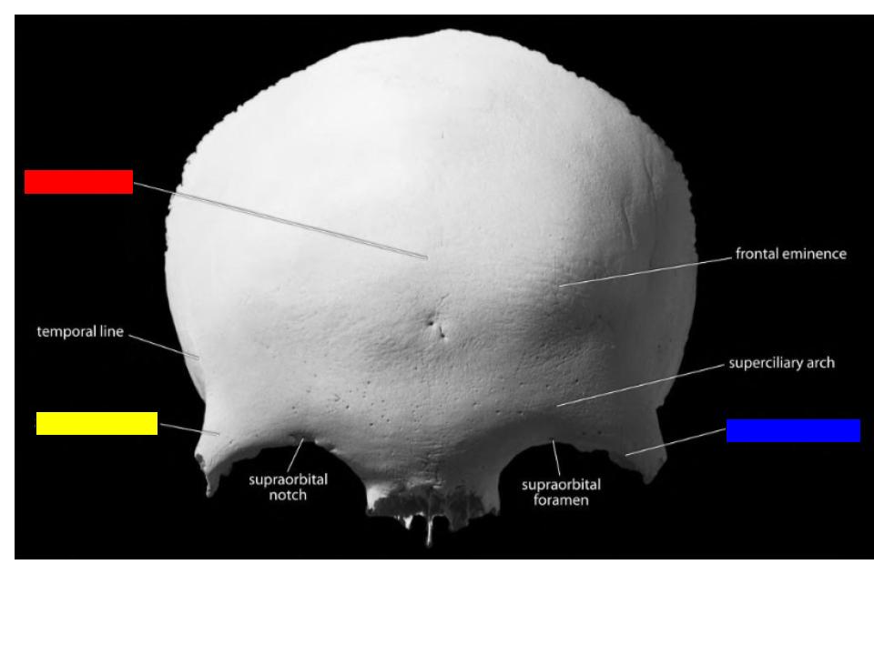 <p>What is the structure labeled in blue?</p>