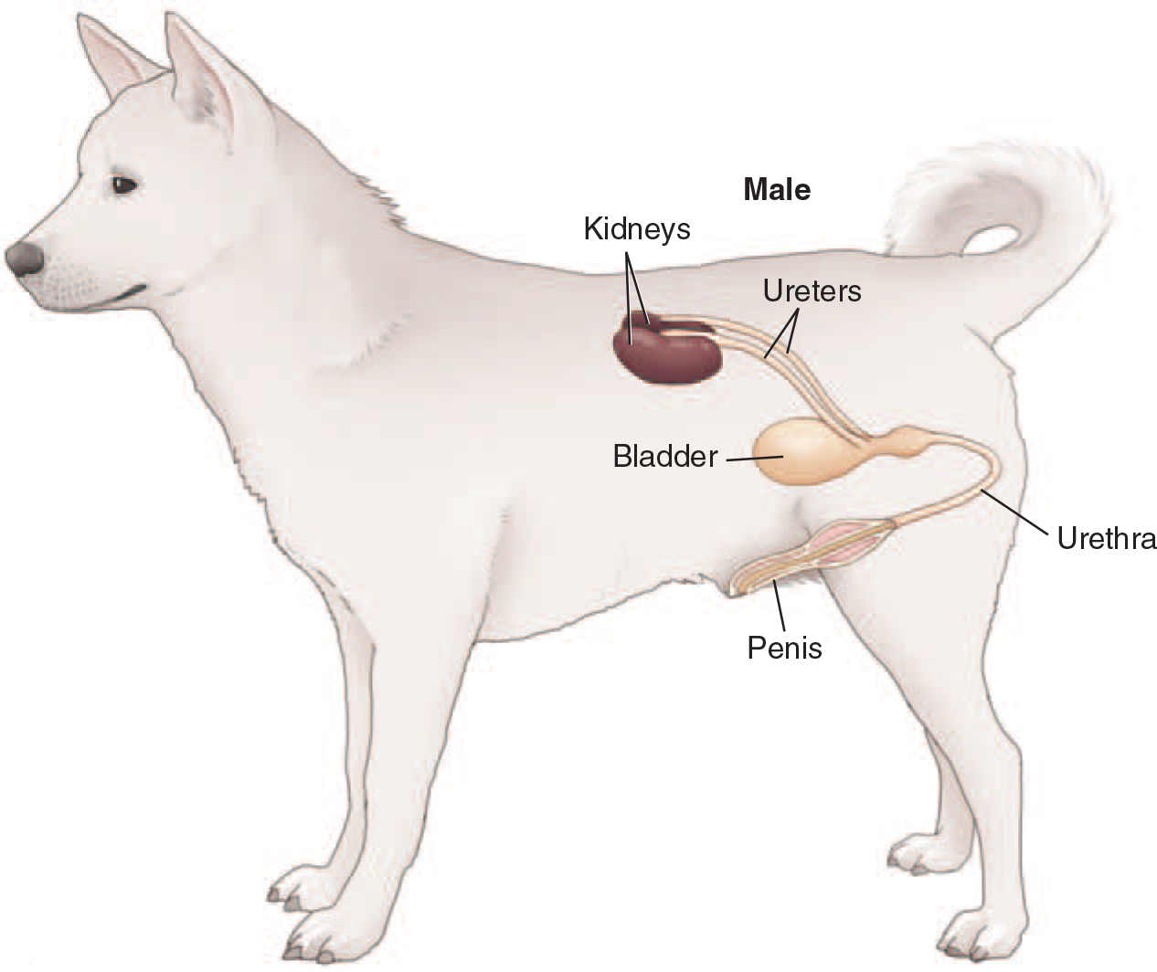 <ul><li><p><span><span>continuation of the neck of the bladder; lined with transitional epithelium</span></span></p></li><li><p style="text-align: left;"><span><span>carries urine from bladder to the external environment</span></span></p></li><li><p style="text-align: left;"><span><span>runs through pelvic canal</span></span></p></li><li><p style="text-align: left;"><span><span>much longer in male; runs along ventral aspect of penis</span></span></p></li></ul><p></p>