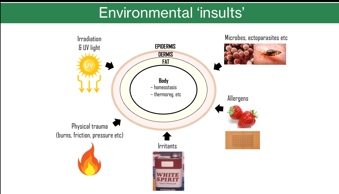 <p></p><ul><li><p><span><span>The skin protects the body from multiple external challenges while maintaining homeostasis and thermoregulation</span></span></p></li><li><p><span><span>Major environmental insults include:</span><span><br></span></span></p><ul><li><p><span><span>UV radiation and irradiation</span></span></p></li><li><p><span><span>Microbes and ectoparasites</span></span></p></li><li><p><span><span>Physical trauma (burns, friction, pressure)</span></span></p></li><li><p><span><span>Chemical irritants</span></span></p></li><li><p><span><span>Allergens</span></span></p></li></ul><p></p></li><li><p><span><span>Damage or breach of the skin barrier compromises protection and disrupts normal body function</span></span></p></li></ul><p></p>