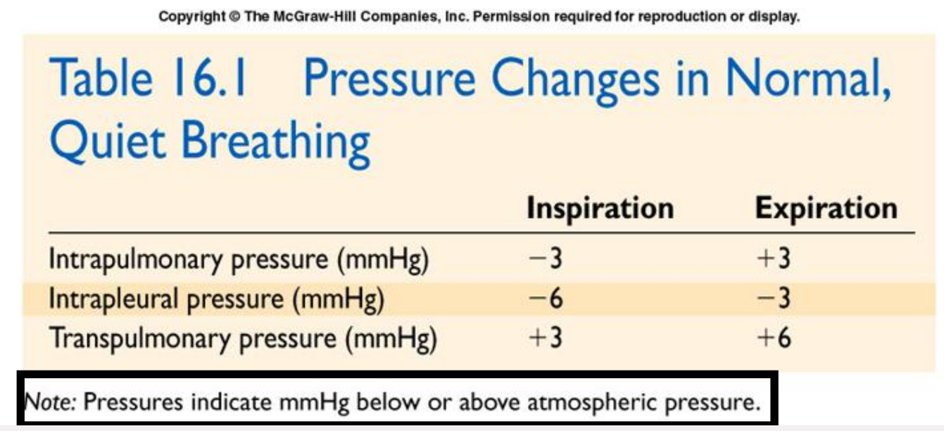 <ul><li><p>During inspiration, intrapulmonary pressure is -3 mm Hg pressure; during expiration is about +3 mm Hg</p></li><li><p>Positive transmural pressure (intrapulmonary minus </p><p>intrapleural pressure) keeps lungs inflated </p></li></ul><p></p>