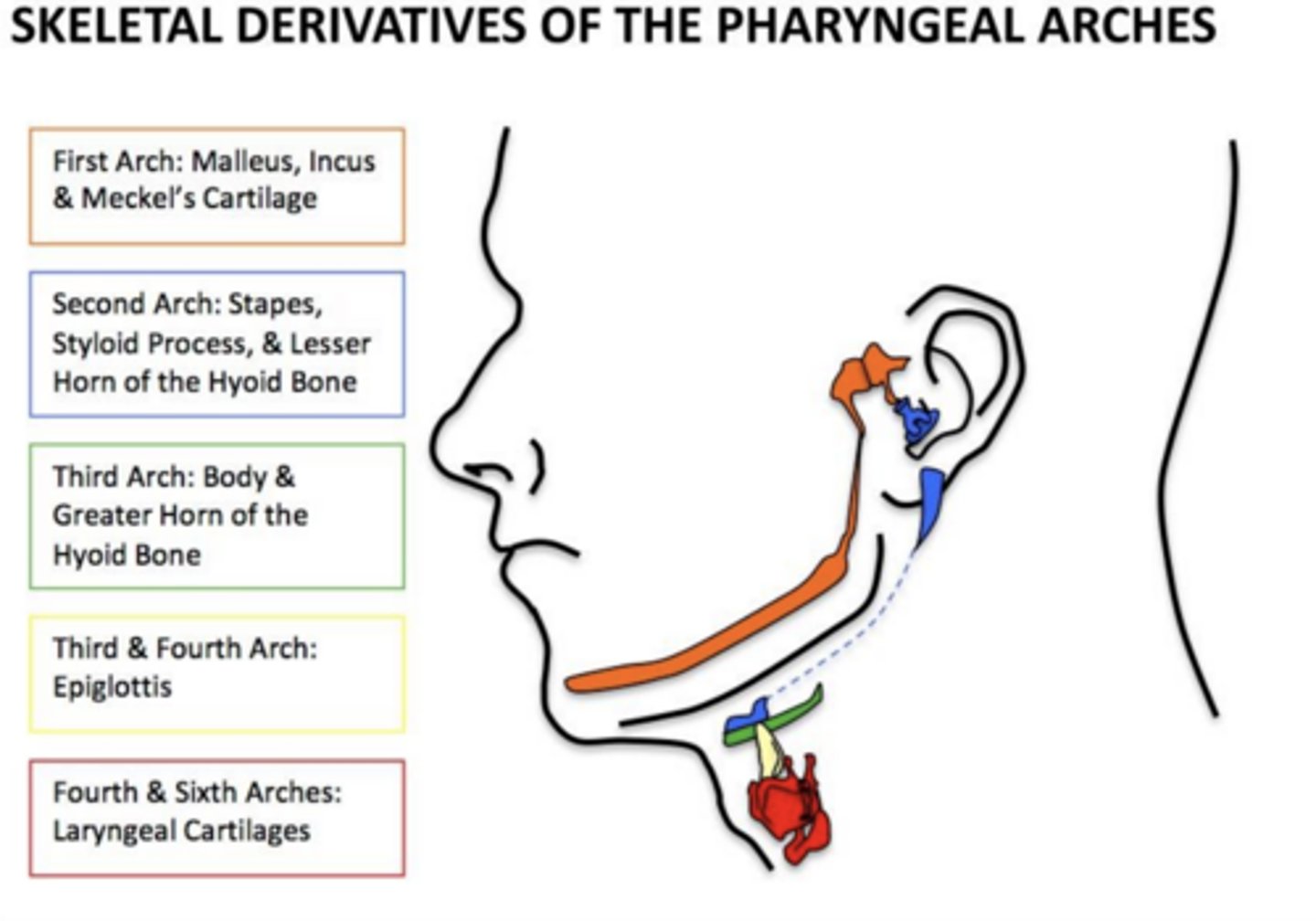 <p>Laryngeal cartilages.</p>