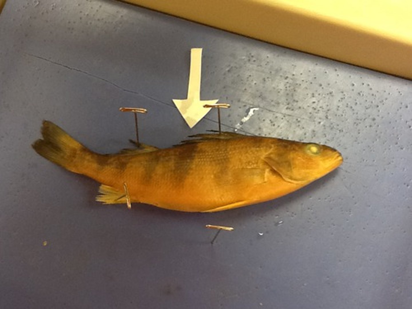 <p>Top or back side</p>