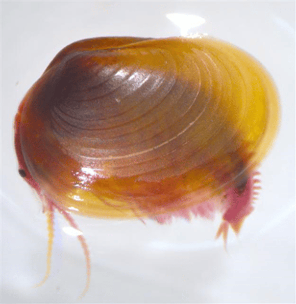 <p>subordo</p>