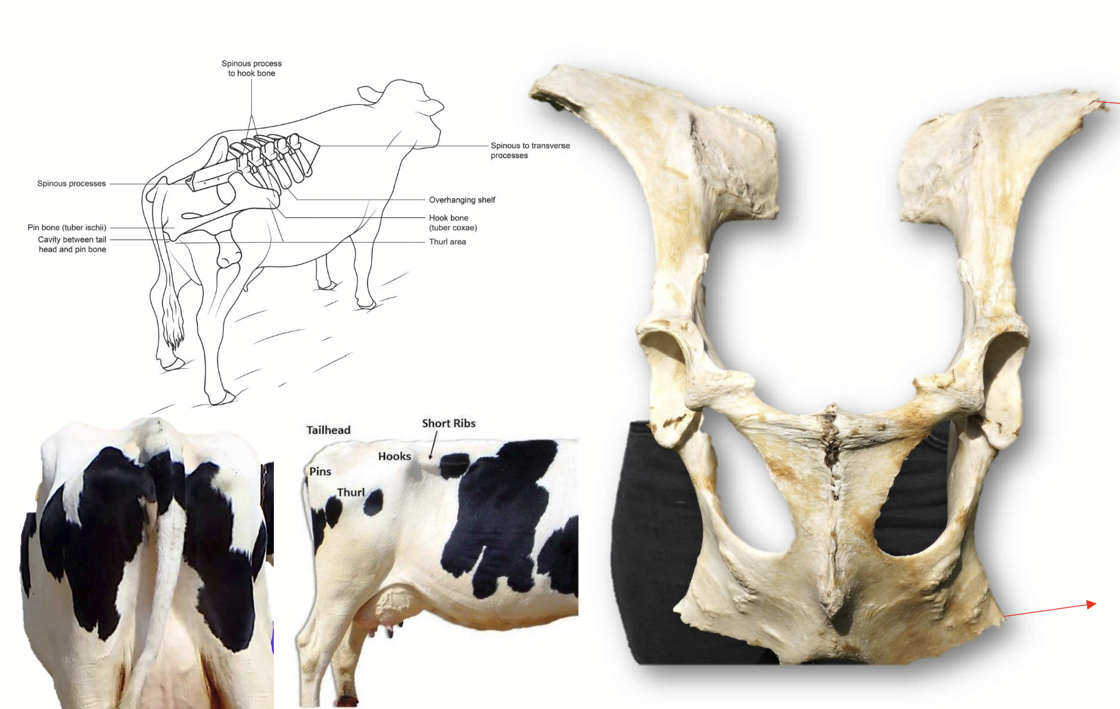 <p>Very large bone that consists of the ilium, ischium, and pubis. Important for evaluating Body Condition</p>