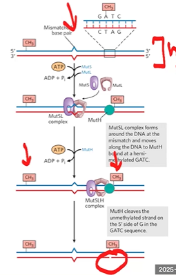 <p>follows replication fork and checks work right after replication (hemi methylated DNA)</p><p><strong>MutL-MutS </strong>complex recognizes mismatch, binds, recruits MutH</p><p><strong>MutH </strong>identifies methylated sites in parental DNA, binds, and uses methylation status to make ss break in new strand</p>