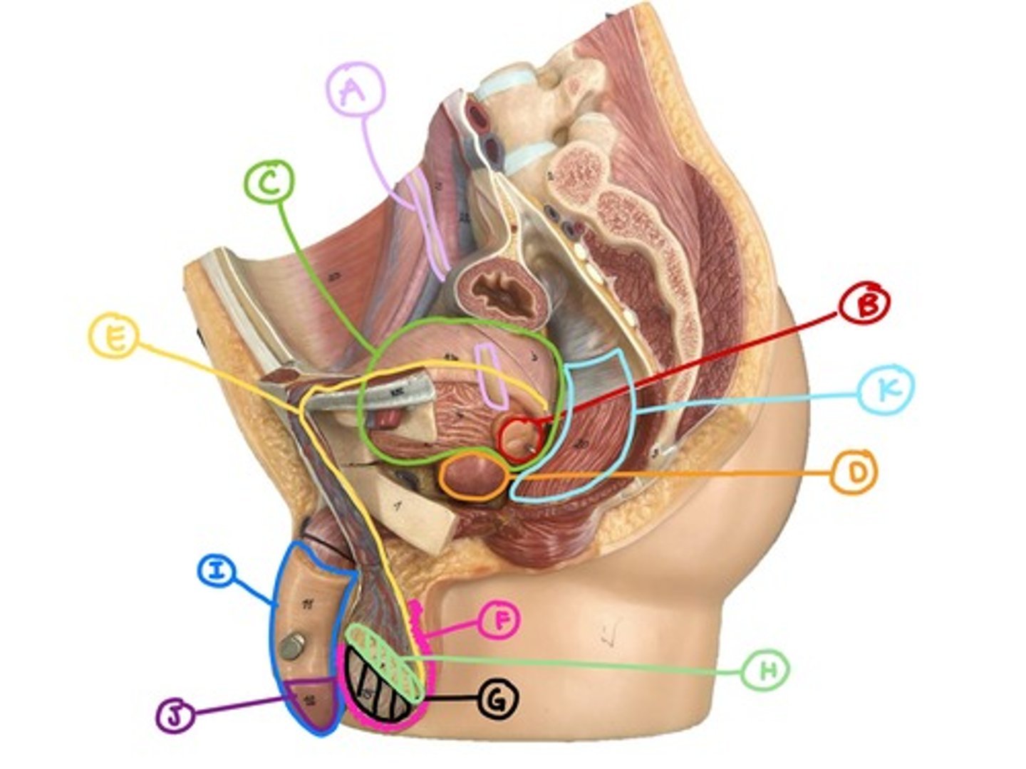 <p>urinary bladder, stores urine</p>