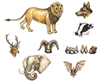 <p><span><strong>mammal</strong></span></p>