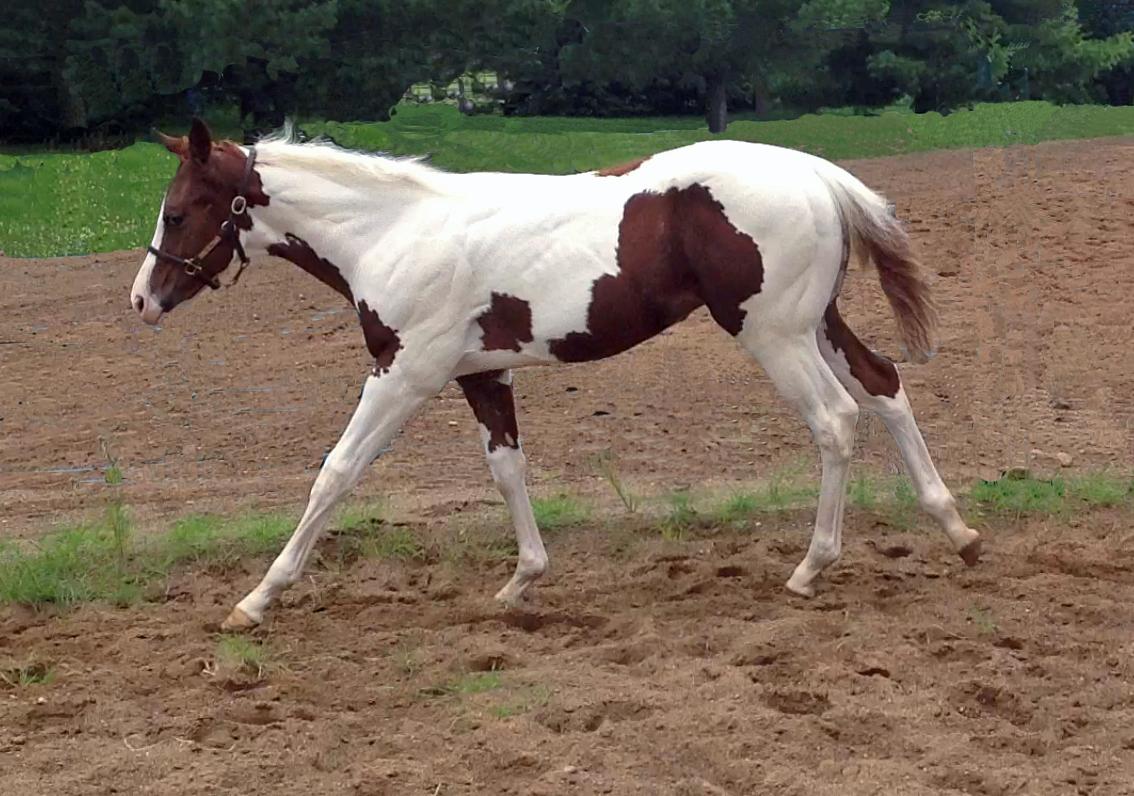 <p>Canter/gallop</p>