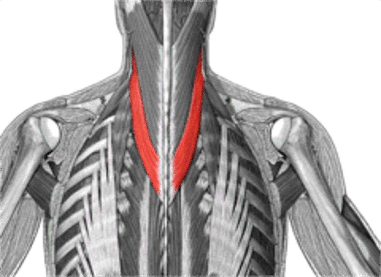 <p>attaches to cervical vertebrae</p>