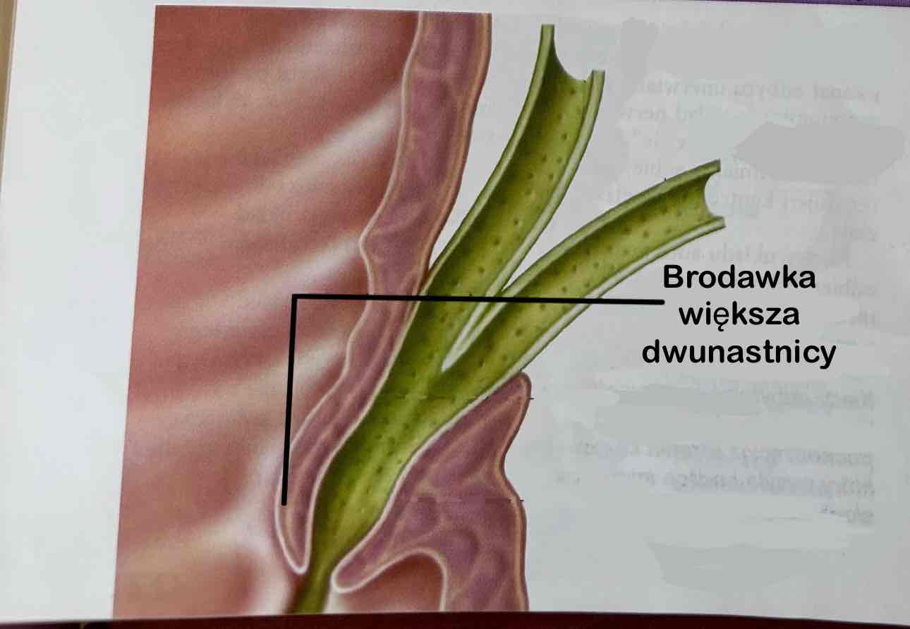 <p>Brodawka większa dwunastnicy</p>