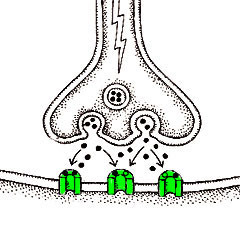 receive and transduce signals