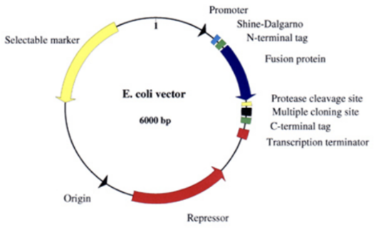 <p>What is the function of the Shine-Dalgarno sequence in this expression vector?</p><p>A. functions as ribosome binding site for the expression of gene insert.</p><p>B. allows insertion of the gene of interest.</p><p>C. initiates transcription of the gene insert.</p><p>D. acts as a Selectable marker</p>