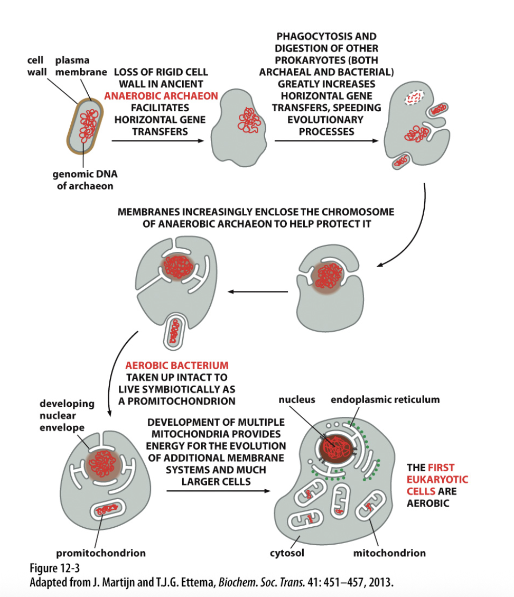 <p class="Paragraph SCXO93535803 BCX4" style="text-align: left;"><span style="background-color: inherit; line-height: 19.55px; color: windowtext;"><span>Developed methods of invagination of the membrane</span></span><span style="line-height: 19.55px; color: windowtext;"><span>&nbsp;</span></span></p><ul><li><p class="Paragraph SCXO93535803 BCX4" style="text-align: left;"><span style="background-color: inherit; line-height: 19.55px; color: windowtext;"><span>Thought to be some advantage of the way the membrane interacted with cell</span></span><span style="line-height: 19.55px; color: windowtext;"><span>&nbsp;</span></span></p></li></ul><p class="Paragraph SCXO93535803 BCX4" style="text-align: left;"><span style="line-height: 19.55px; color: windowtext;"><span>&nbsp;</span></span><span style="background-color: inherit; line-height: 19.55px; color: windowtext;"><span>Nuclear membrane formed first</span></span><span style="line-height: 19.55px; color: windowtext;"><span>&nbsp;</span></span></p><ul><li><p class="Paragraph SCXO93535803 BCX4" style="text-align: left;"><span style="background-color: inherit; line-height: 19.55px; color: windowtext;"><span>Then endoplasmic reticulum</span></span><span style="line-height: 19.55px; color: windowtext;"><span>&nbsp;</span></span></p></li><li><p class="Paragraph SCXO93535803 BCX4" style="text-align: left;"><span style="background-color: inherit; line-height: 19.55px; color: windowtext;"><span>Are continuous with each other</span></span><span style="line-height: 19.55px; color: windowtext;"><span>&nbsp;</span></span></p></li></ul><p class="Paragraph SCXO93535803 BCX4" style="text-align: left;"><span style="line-height: 19.55px; color: windowtext;"><span>&nbsp;</span></span><span style="background-color: inherit; line-height: 19.55px; color: windowtext;"><span>Mitochondria and chloroplasts have a different origin</span></span><span style="line-height: 19.55px; color: windowtext;"><span>&nbsp;</span></span></p>