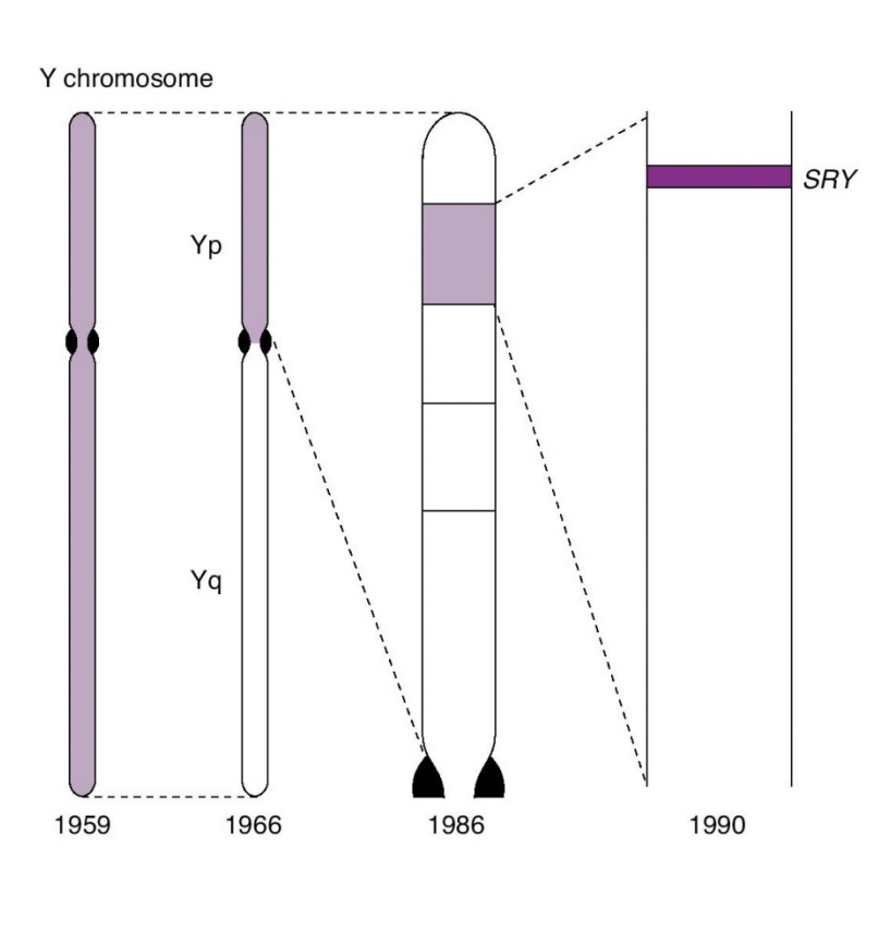 <p>SRY: gene on Y chromosome</p><ul><li><p>Encodes testis-determining factor (TDF)</p></li><li><p>Causes the development of testes and testicular hormones</p></li></ul>