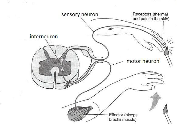 <p><strong><u>What is the function of Motor or efferent neurons?</u></strong></p>