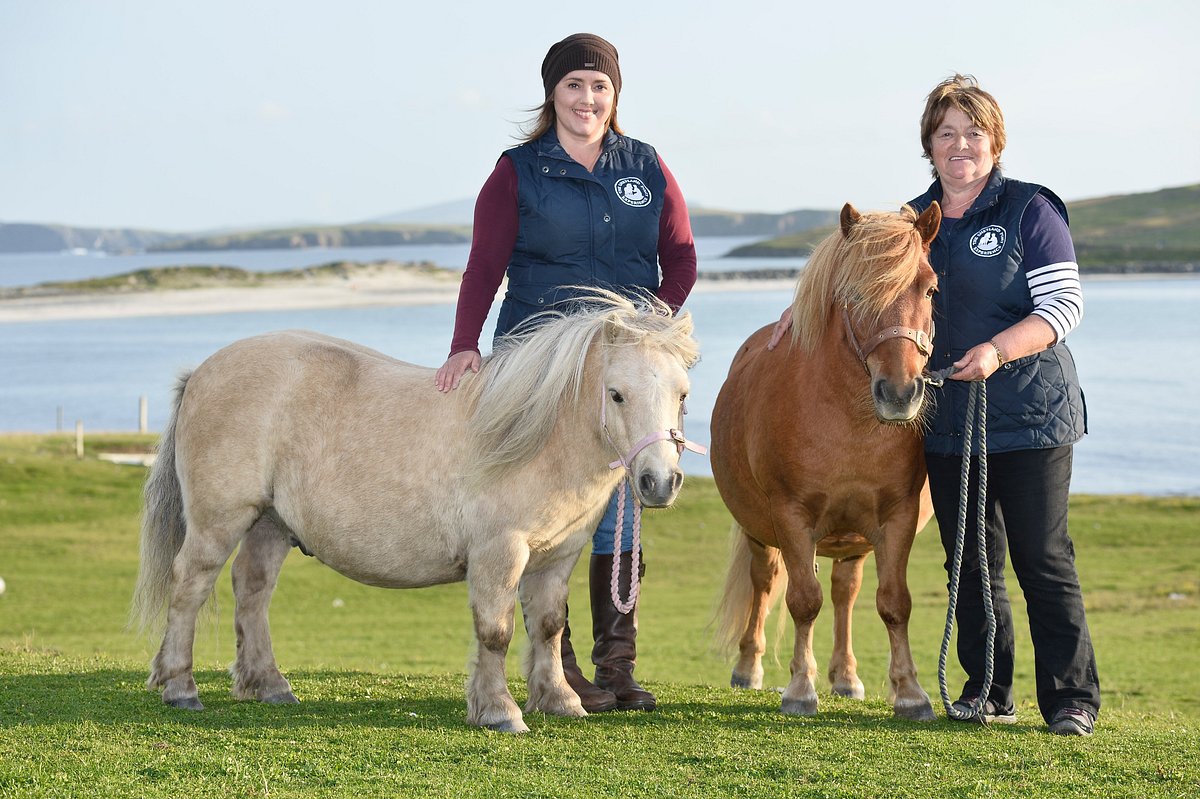 <ul><li><p>Shetland islands of Scotland</p></li><li><p>In Scotland carried peat to the cottages for fuel and seaweed for fertilizer</p></li><li><p><span style="color: red"><strong>Strongest equid relative to its size</strong></span></p></li><li><p><span style="color: red"><strong>Imported into US to work in coal mines</strong></span></p></li><li><p>Children’s mounts, harness horses, roadsters, racing</p></li><li><p>9.2 - 10 hands</p></li><li><p>300 - 400 lbs</p></li></ul><p></p>