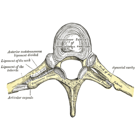 <p>Thoracic Vertebrae</p>