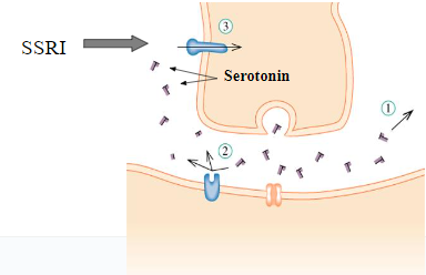 <ul><li><p><span>However, it has been found that </span><strong><em><span>serotonin</span></em></strong><span> is in fact the neurotransmitter closely linked to depression and less so dopamine and noradrenaline</span></p></li><li><p><strong><em><span>Selective Serotonine Reuptake Inhibitors (SSRI, Prozac, Citalopram etc.)</span></em></strong><span>: inhibit the transporter of serotonin without affecting other neurotransmitters (e.g. dopamine)</span></p></li></ul>