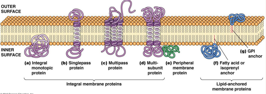 <p>What special structural features could these integral membrane proteins have?</p><p>1)<strong> Peripheral Membrane</strong> proteins</p><p>2)<strong> Lipid Anchored</strong> proteins</p>