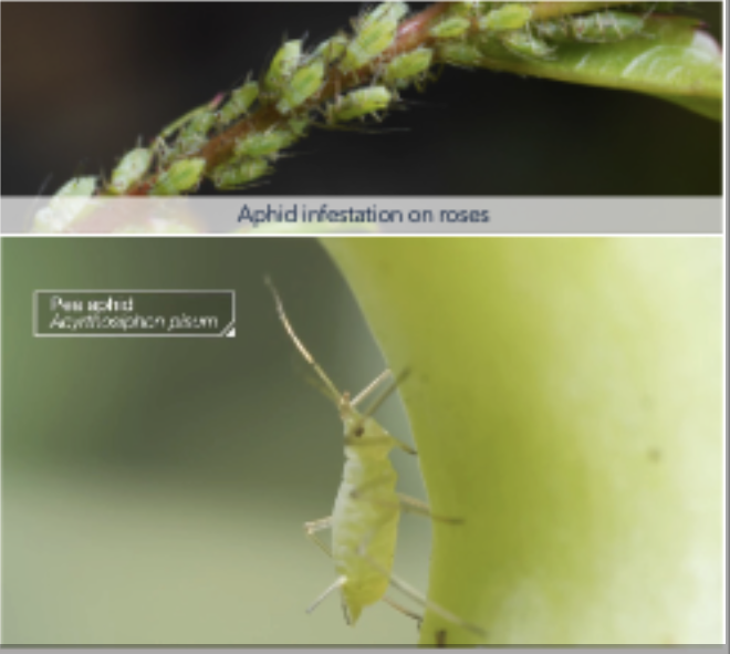 <p>Aphids</p>