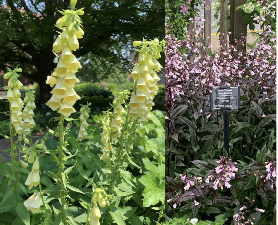 <p>2-4’ May-July</p><p>dry to moist soils</p><p>full sun</p><p>Upright perennial producing tall spikes of white flowers in early summer.</p>
