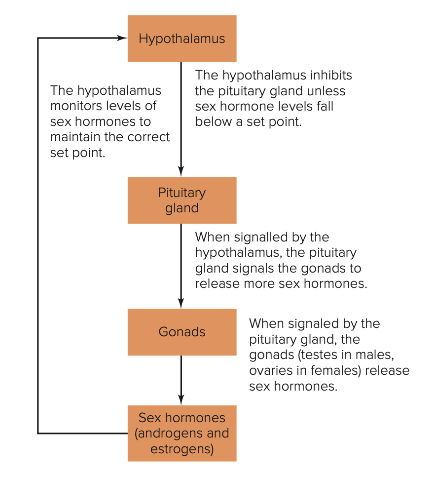 <ul><li><p>Hypothalamus</p></li><li><p>Pituitary glands</p></li><li><p>Gonads</p></li><li><p>Sex hormones (androgens and estrogens) </p></li></ul><p></p>