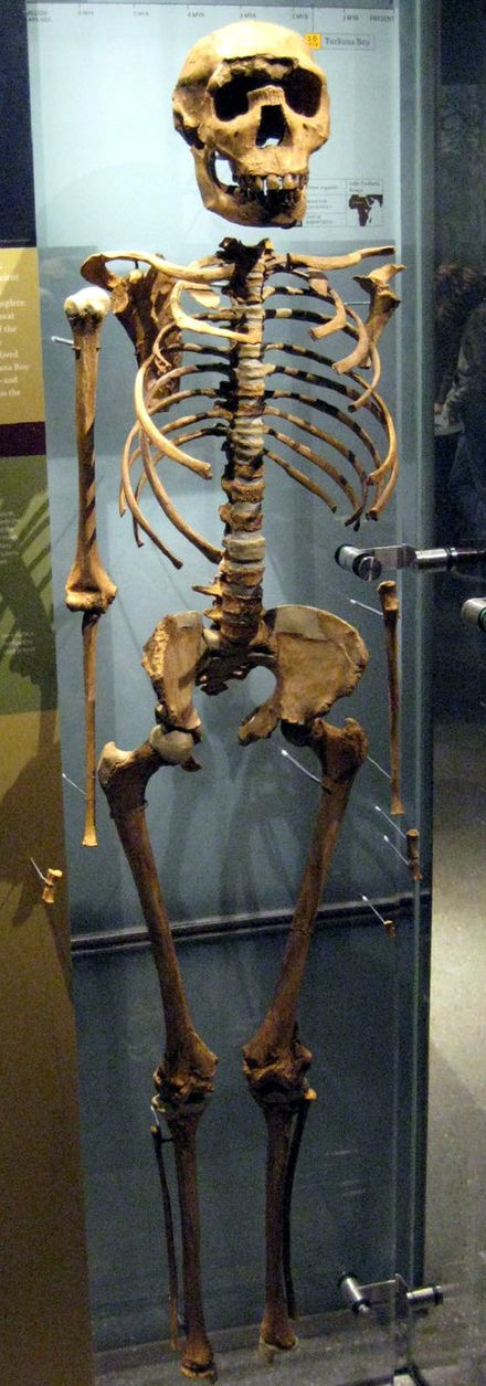 <ul><li><p>Range in age between 1.9 million and 50,000 years ago (coexisting with H. Habilis) they avoided competition with each other</p></li><li><p>A highly successful and widely dispersed species</p></li><li><p>The most complete fossil find—the Turkana boy, found in 1984. </p></li><li><p>if we understand H. erectus better then we will know H. sapiens (us) better. </p></li></ul><p></p>