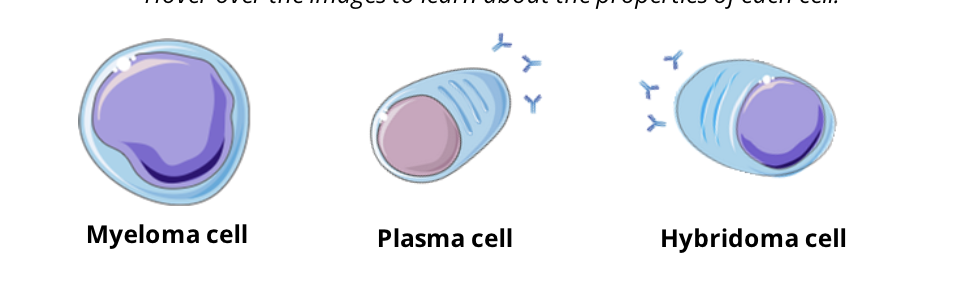 <ul><li><p>monoclonal antibodies are antibodies that are produced by a single clone of a B cell that are specific for a single epitope (the portion of the antigen that is recognized and bound by an antibody)</p></li></ul><p></p><ul><li><p>monoclonal antibodies are produced in the lab by hybridomas, immortal cells that produce unlimited quantities of one identical antibody</p></li><li><p>hybridomas are the result of fusion between a plasma cell and a cancerous (or myeloma) cell</p></li><li><p>hybridomas share properties of both plasma cells and myeloma cells</p></li></ul><p></p><p>Myeloma cell: immortal growth, divides indefinitely</p><p>Plasma Cell: produces specific antibodies against one antigen</p><p>Hybridoma cell: a perpetual source of antibodies against one antigen</p><p></p>