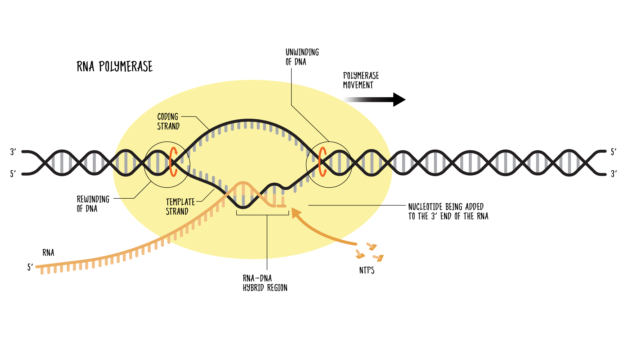 <p>What are the steps in RNA polymerization?</p>