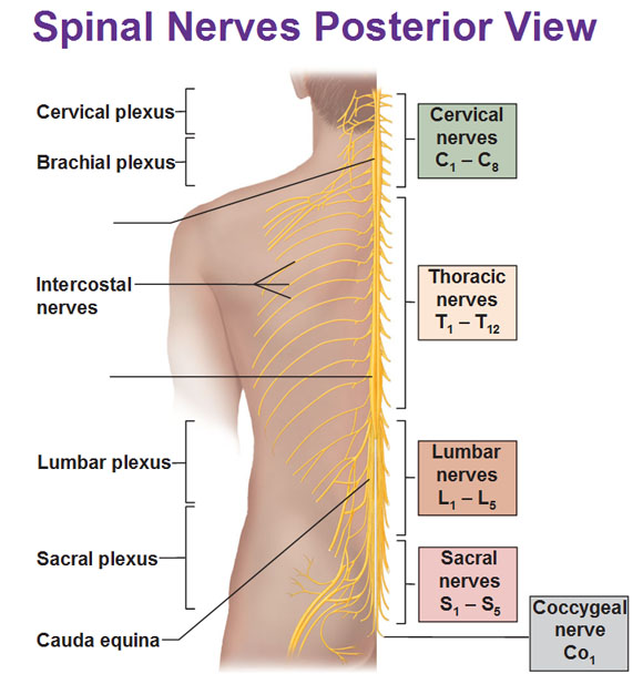 <ol><li><p><span style="font-family: &quot;Times New Roman&quot;, serif">Cervical (C1-C4) - innervates structures around head and neck</span></p><ol><li><p><span style="font-family: &quot;Times New Roman&quot;, serif">phrenic nerve</span></p></li></ol></li><li><p><span style="font-family: &quot;Times New Roman&quot;, serif">Brachial (C5-T1) - innervates skin and muscles of upper limb</span></p><ol><li><p><span style="font-family: &quot;Times New Roman&quot;, serif">axillary nerve, radial nerve</span></p></li></ol></li><li><p><span style="font-family: &quot;Times New Roman&quot;, serif">Lumbar (L1-L4) - innervates pelvis and lower limb</span></p><ol><li><p><span style="font-family: &quot;Times New Roman&quot;, serif">obturator nerve, femoral nerve</span></p></li></ol></li><li><p><span style="font-family: &quot;Times New Roman&quot;, serif">Sacral (L4-S4) - innervates pelvis, gluteal region, and much of lower limb</span></p><ol><li><p><span style="font-family: &quot;Times New Roman&quot;, serif">sciatic nerve</span></p></li></ol></li></ol><p></p>