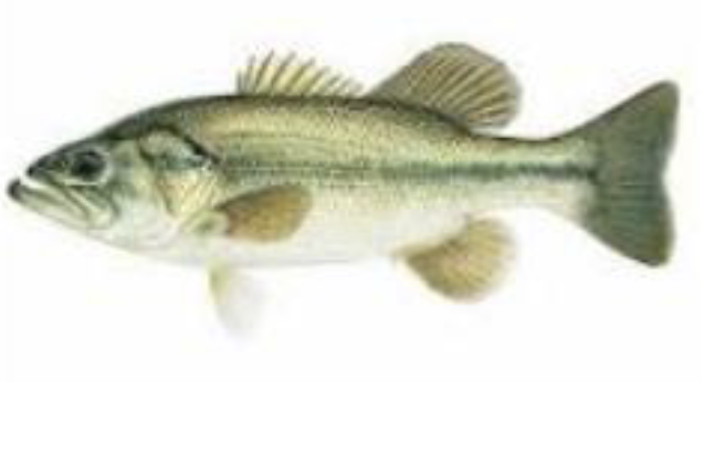 <p>what is the name of this fish </p>