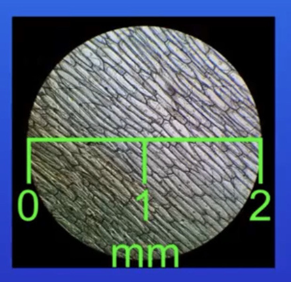 <p>A scale bar on an image that represents the actual size of an object</p>