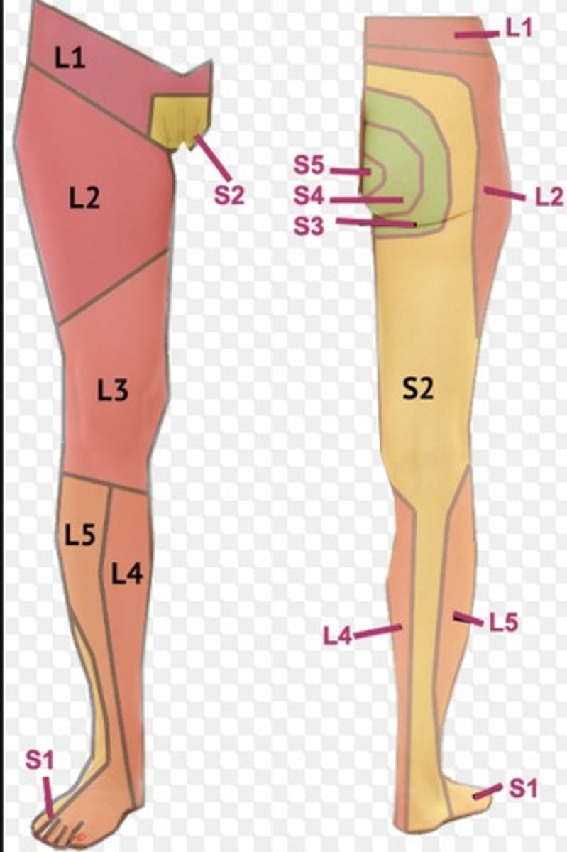 <p>Motor: Gastroc, soleus, ankle evertors</p><p>Movement: PF and eversion</p><p>Reflex: achilles tendon</p><p>Sensory: lateral ankle and foot</p>
