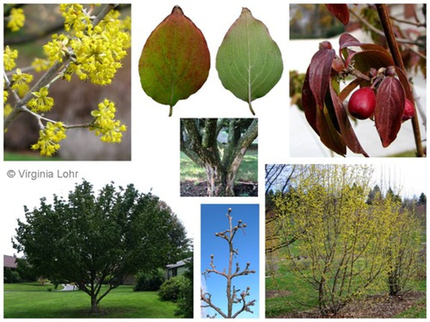 <p>-Yellow flowers<br>-Red Berries<br>-Orange peeling bark<br><b>DON'T CONFUSE WITH HAMAMELIS</b></p>