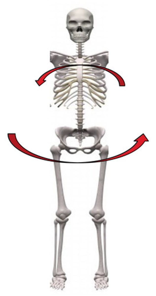<p>ribs/scapulae</p><p>iliac crests/trochanter</p>