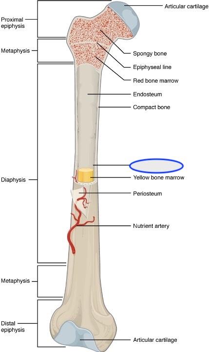 <p>holte met geel beenmerg</p>