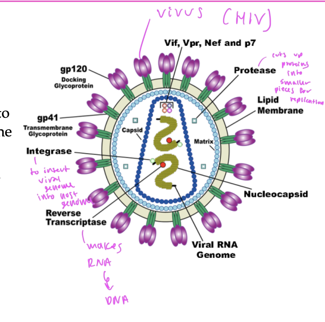 <ul><li><p>scientists are trying to develop specific inhibitors to block the enzymes that are unique to HIV</p></li><li><p>integrase: inserts the viral genome into the host genome</p></li><li><p>protease: cuts up proteins into smaller pieces to be replicated</p></li><li><p>reverse transcriptase: turns RNA into DNA</p></li><li><p>these are the 3 enzymes used by the HIV virus that you want to inhibit</p></li></ul><p></p>